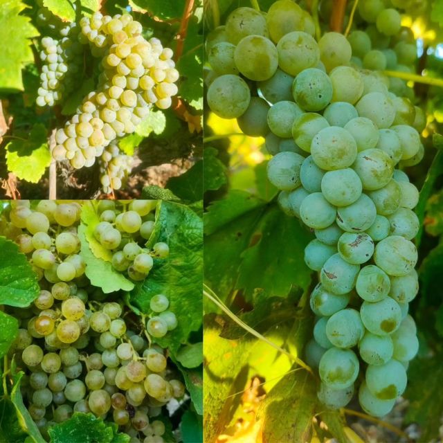 Les blancs sont prêts ! C'est le moment de commencer la récolte 2024, restez connectés pour découvrir les premiers jus... 🍇🍷

The whites are ready! It's time to start the 2024 harvest, stay tuned to discover the first juices... 🍇🍷

#vendanges2024 #harvest #agriculturebiologique #domainesaintvincent #vigneronindependant #dromeprovencale #vinsobres #cotesdurhone #cotesdurhonevillages #vindelavalléedurhône #madeinfrance #rhonevalley