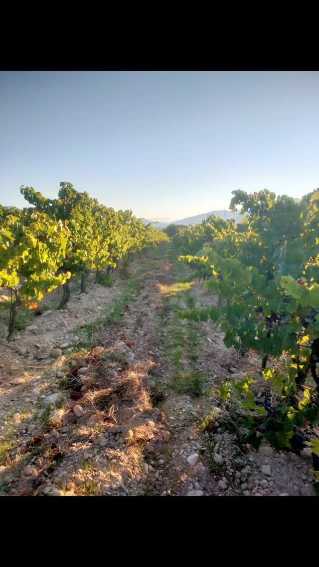 Retour en images sur les vendanges 2024 🍇